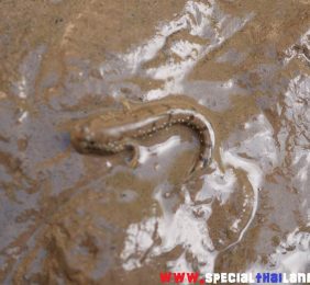 Visiter le Baie de Phang Nga – poisson