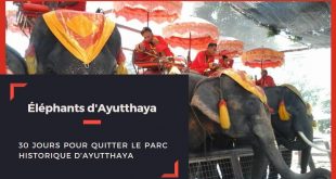 éléphants Ayutthaya