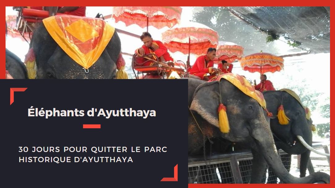 éléphants Ayutthaya